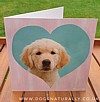 Rachael Hale Dog Greetings Card Drummer (Golden Retriever)